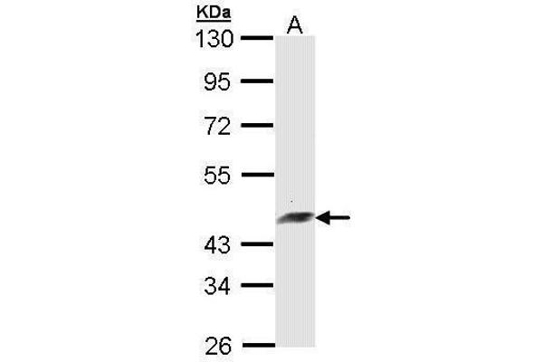 ARFIP2 antibody