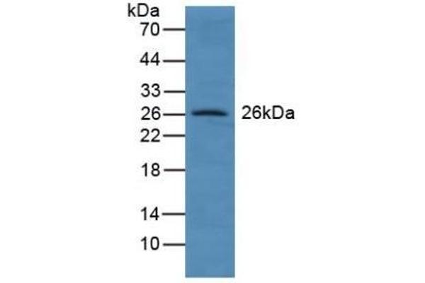 GSTA4 antibody  (AA 3-222)