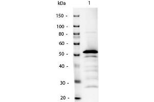 Western Blot of Mouse IgG2a Antibody Alkaline Phosphatase Conjugated. (Rabbit anti-Mouse IgG2a (Heavy Chain) Antibody (Alkaline Phosphatase (AP)) - Preadsorbed)