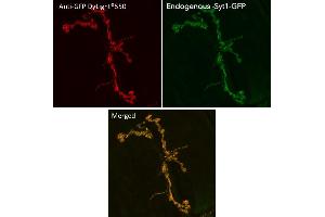 Immunofluorescence (IF) image for anti-Green Fluorescent Protein (GFP) antibody (DyLight 550) (ABIN7273061) (GFP antibody  (DyLight 550))