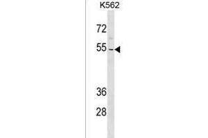 ZN Antibody (N-term) (ABIN1539408 and ABIN2838227) western blot analysis in K562 cell line lysates (35 μg/lane). (ZNF736 antibody  (N-Term))