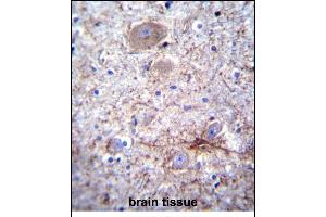 PCDHA7 Antibody (Center) (ABIN656584 and ABIN2845846) immunohistochemistry analysis in formalin fixed and paraffin embedded human brain tissue followed by peroxidase conjugation of the secondary antibody and DAB staining. (PCDHA7 antibody  (AA 272-300))