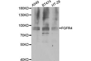 Western blot analysis of extracts of various cell lines, using FGFR4 antibody. (FGFR4 antibody)