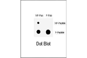 Dot blot analysis of anti-Phospho-CHK1- Antibody (ABIN389543 and ABIN2839588) on nitrocellulose membrane. (CHEK1 antibody  (pSer317))