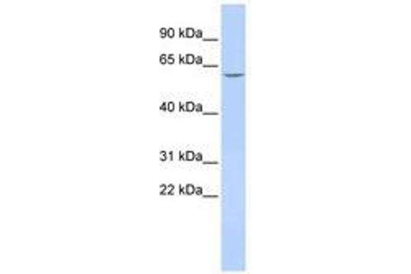 CES5A antibody  (AA 396-445)