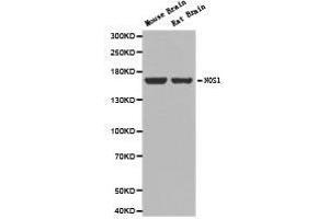 Western Blotting (WB) image for anti-Nitric Oxide Synthase 1, Neuronal (NOS1) antibody (ABIN1873919) (NOS1 antibody)