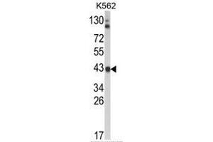 Western blot analysis of ADH5 Antibody (Center) in K562 cell line lysates (35ug/lane). (ADH5 antibody  (Middle Region))