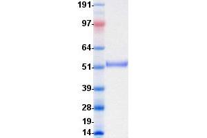 Western Blotting (WB) image for Receptor Tyrosine Kinase-Like Orphan Receptor 2 (ROR2) protein (DYKDDDDK-His Tag) (ABIN2731088)