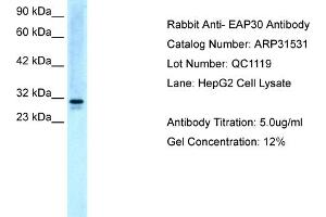 WB Suggested Anti-EAP30 Antibody Titration:  5.