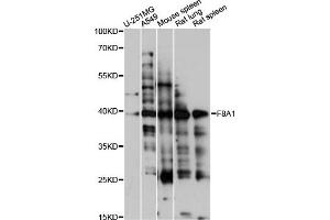 Western blot analysis of extracts of various cell lines, using F8A1 antibody (ABIN6292980) at 1:1000 dilution.