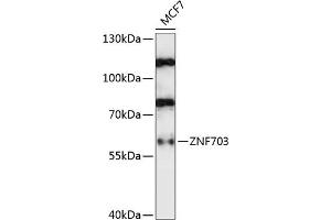 Western blot analysis of extracts of MCF7 cells, using ZNF703 antibody (ABIN7271524) at 1:1000 dilution. (ZNF703 antibody  (AA 160-290))