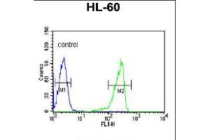 Flow cytometric analysis of HL-60 cells (right histogram) compared to a negative control cell (left histogram). (Calpain 3 antibody  (C-Term))