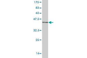 ZEB1 antibody  (AA 801-900)