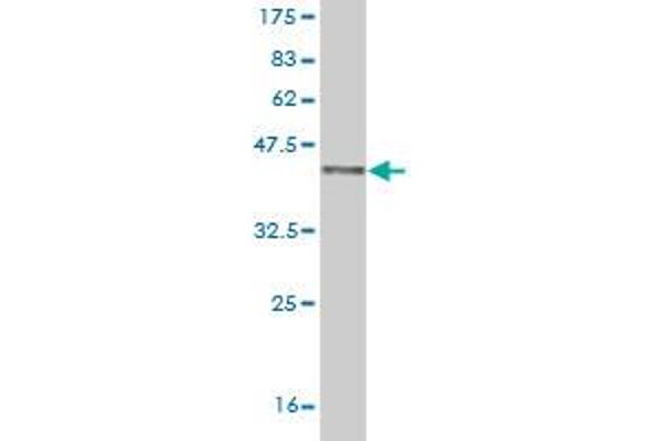 ZEB1 antibody  (AA 801-900)