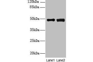 Western blot All lanes: DBF4B antibody at 4 μg/mL Lane 1: MCF-7 whole cell lysate Lane 2: A549 whole cell lysate Secondary Goat polyclonal to rabbit IgG at 1/10000 dilution Predicted band size: 68, 48, 55, 19 kDa Observed band size: 48 kDa (DBF4B/DRF1 antibody  (AA 1-300))