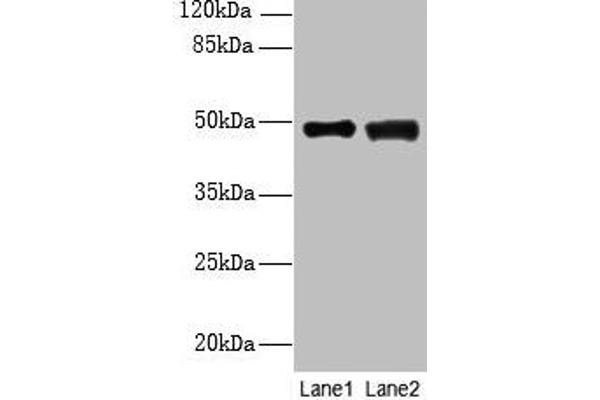 DBF4B/DRF1 Antikörper  (AA 1-300)