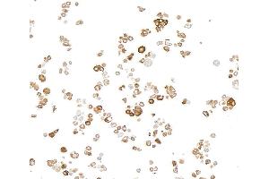 Immunocytochemistry (ICC) image for anti-Transmembrane Protein 173 (TMEM173) (C-Term) antibody (ABIN7795819) (Recombinant STING/TMEM173 antibody  (C-Term))