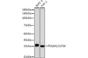 Western blot analysis of extracts of various cell lines, using PDLIM1/CLP36 antibody (ABIN7269195) at 1:1000 dilution. (PDLIM1 antibody)