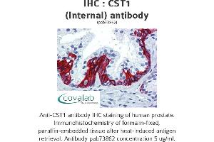 Image no. 1 for anti-Cystatin SN (CST1) (Internal Region) antibody (ABIN1733346)