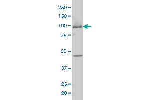 MCM3 antibody  (AA 699-808)