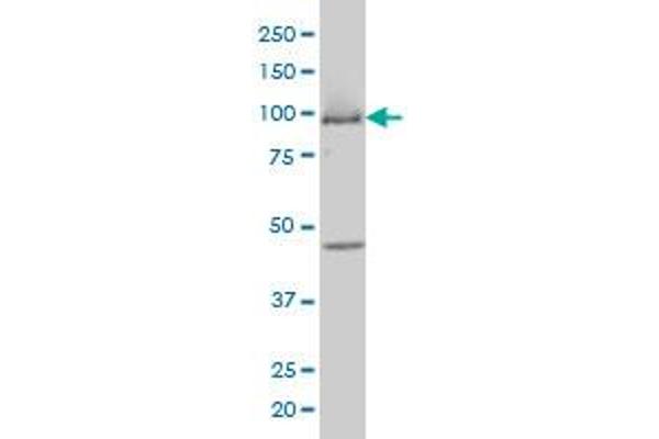 MCM3 antibody  (AA 699-808)