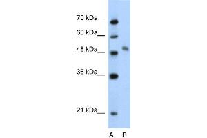 WB Suggested Anti-MYBL1 Antibody Titration:  2. (MYBL1 antibody  (Middle Region))
