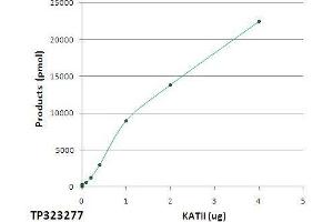 Aminoadipate Aminotransferase (AADAT) (Transcript Variant 1) (Active) protein (Myc-DYKDDDDK Tag)