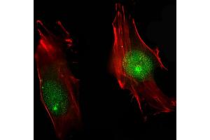 Immunofluorescent analysis of 4 % paraformaldehyde-fixed, 0.