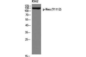 Western Blot (WB) analysis of K562 using p-Neu (Y1112) antibody. (NEURL antibody  (pTyr1112))