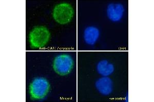 ABIN184887 Immunofluorescence analysis of paraformaldehyde fixed U937 cells permeabilized with 0. (NLRP3 antibody  (C-Term))