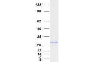 Western Blotting (WB) image for Geminin, DNA Replication Inhibitor (GMNN) protein (Myc-DYKDDDDK Tag) (ABIN2721810)