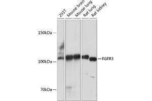 Western blot analysis of extracts of various cell lines, using FGFR3 antibody (ABIN7267191) at 1:1000 dilution. (FGFR3 antibody)