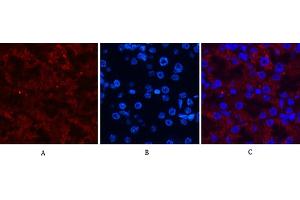 Immunofluorescence analysis of mouse kidney tissue. (AMACR antibody)