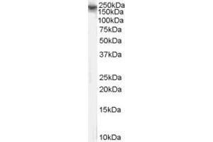 ABIN185687 (1µg/ml) staining of NIH/3T3 cell lysate (35µg protein in RIPA buffer). (DSCAM antibody  (Internal Region))