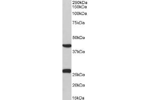 ABIN5539516 (0. (DUSP6 antibody  (C-Term))