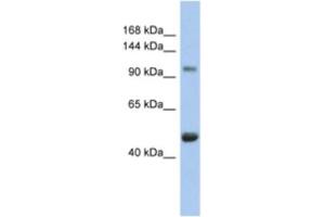 Western Blotting (WB) image for anti-Retinoblastoma-Like 1 (p107) (RBL1) antibody (ABIN2463962) (p107 antibody)