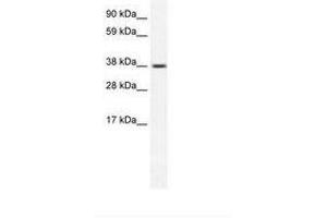 Image no. 1 for anti-Transient Receptor Potential Cation Channel, Subfamily M, Member 3 (TRPM3) (AA 201-250) antibody (ABIN202244)