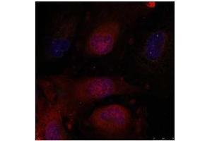 Image no. 4 for anti-Jun D Proto-Oncogene (JUND) (Ser255) antibody (ABIN197143) (JunD antibody  (Ser255))