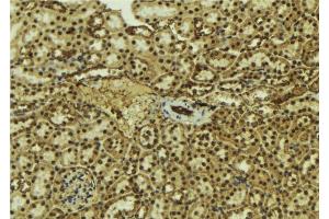 ABIN6277580 at 1/100 staining Mouse kidney tissue by IHC-P. (DP1 antibody  (C-Term))