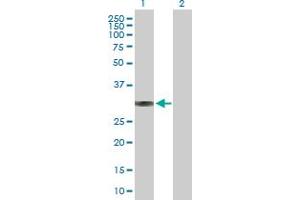 Western Blot analysis of BRMS1 expression in transfected 293T cell line by BRMS1 MaxPab polyclonal antibody. (BRMS1 antibody  (AA 1-246))