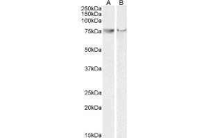 ABIN184672 (0. (PTGS2 antibody  (C-Term))