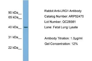 WB Suggested Anti-LRG1  Antibody Titration: 0. (LRG1 antibody  (N-Term))