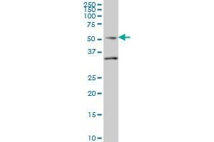 SEPT10 monoclonal antibody (M01), clone 2A12 Western Blot analysis of SEPT10 expression in U-2 OS . (Septin 10 antibody  (AA 1-454))