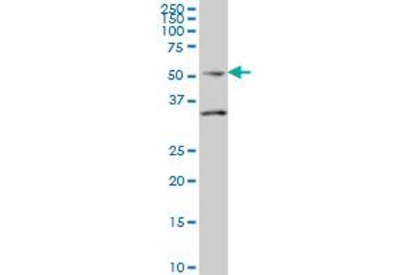 Septin 10 antibody  (AA 1-454)