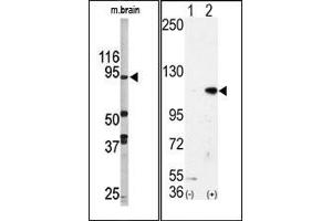 Image no. 1 for anti-Lysine (K)-Specific Demethylase 1A (KDM1A) (N-Term) antibody (ABIN356728) (LSD1 antibody  (N-Term))
