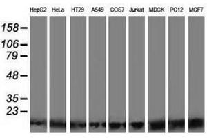 Image no. 2 for anti-Polymerase (RNA) II (DNA Directed) Polypeptide J2 (POLR2J2) antibody (ABIN1500339) (POLR2J2 antibody)