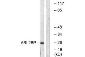 Western Blotting (WB) image for anti-ADP-Ribosylation Factor-Like 2 Binding Protein (ARL2BP) (AA 101-150) antibody (ABIN2890100) (ARL2BP antibody  (AA 101-150))