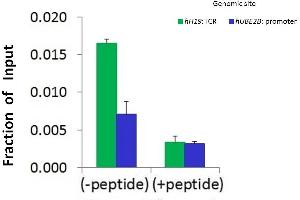 Chromatin Immunoprecipitation (ChIP) Using HIST1H1C antibody - middle region  and HCT116 Cells (HIST1H1C antibody  (Middle Region))