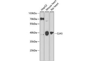Western blot analysis of extracts of various cell lines, using GJ antibody (ABIN6132100, ABIN6141101, ABIN6141103 and ABIN6223065) at 1:1000 dilution. (Cx40/GJA5 antibody  (AA 229-358))