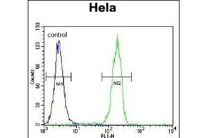 CCNG1 Antibody (C-term) (ABIN655159 and ABIN2844777) flow cytometric analysis of Hela cells (right histogram) compared to a negative control cell (left histogram). (Cyclin G1 antibody  (C-Term))
